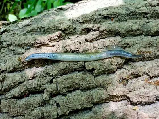 Lamprea de arroyo (Lampetra planeri), vista de perfil