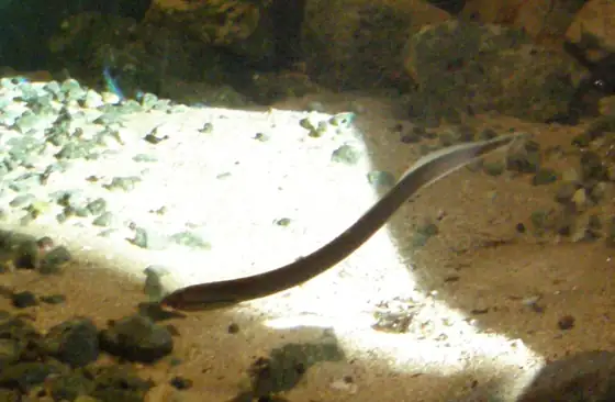 Lamprea de arroyo (Lampetra planeri)