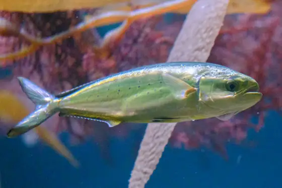 Lampuga (Coryphaena hippurus), vista de perfil