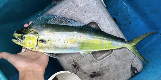 Lampuga (Coryphaena hippurus)