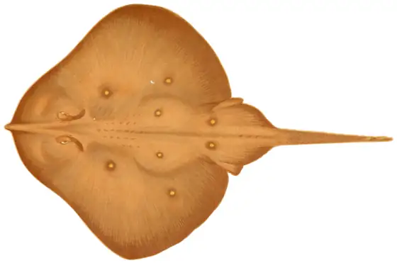 Raya falsa vela (Leucoraja circularis)