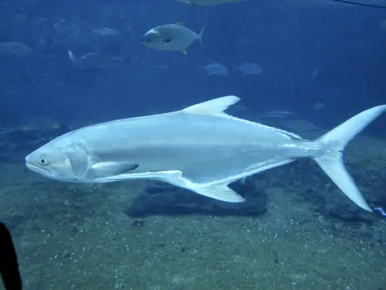 Palometón (Lichia amia), vista de perfil