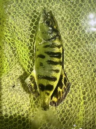 Palometón (Lichia amia)