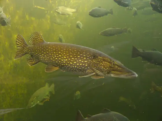 Lucio (Esox lucius)