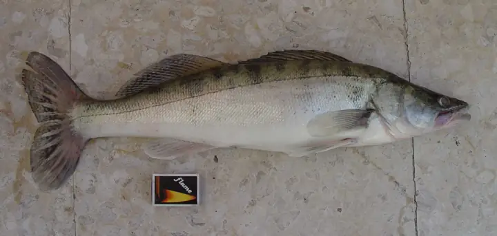 Lucioperca (Sander lucioperca)