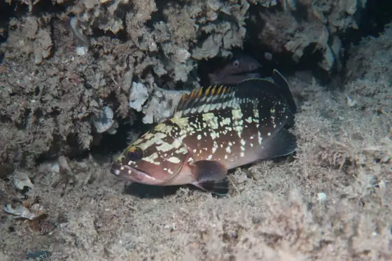 Mero (Epinephelus marginatus), vista de perfil