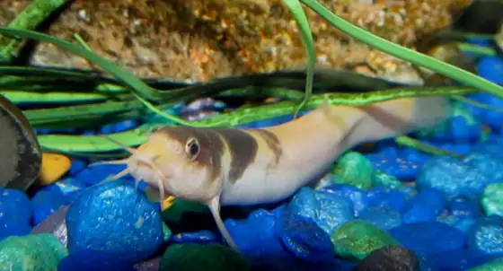 Dojo (Misgurnus anguillicaudatus), vista de perfil