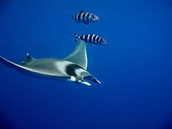 Manta (Mobula mobular)