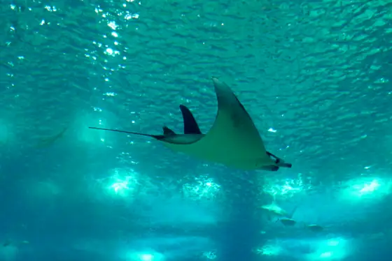Manta (Mobula mobular)