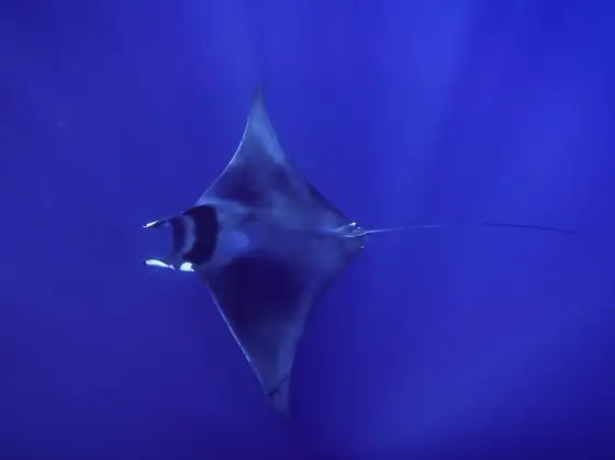 Manta (Mobula mobular)