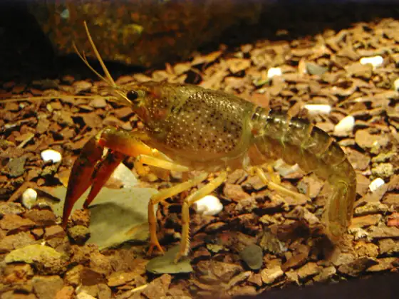 Cangrejo de los canales (Orconectes limosus), vista de perfil