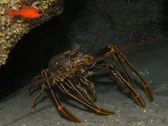 Langosta herreña (Panulirus echinatus)