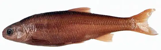 Loína (Parachondrostoma arrigonis)