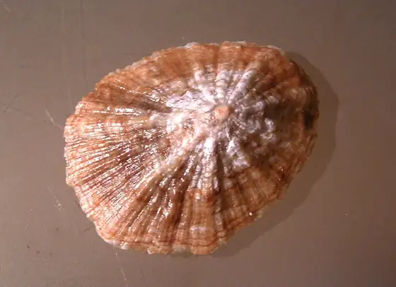 Lapa majorera (Patella candei candei)