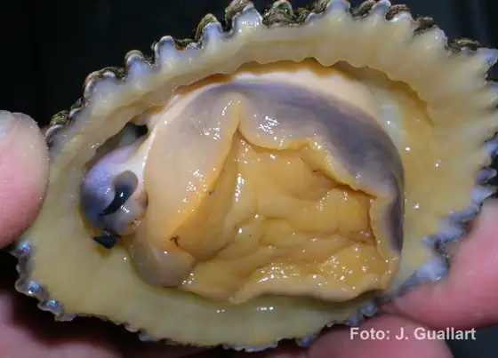 Lapa ferruginea (Patella ferruginea)