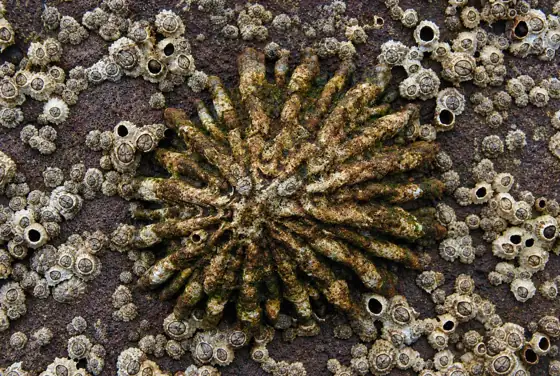 Lapa ferruginea (Patella ferruginea)