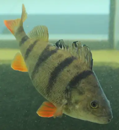 Perca de río (Perca fluviatilis)