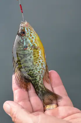 Pez sol (Lepomis gibbosus)