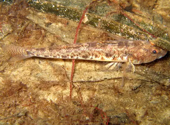 Gobito (Pomatoschistus microps)