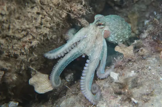 Pulpo (Octopus vulgaris)