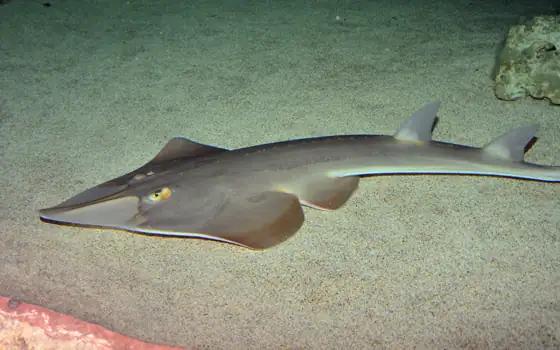 Guitarra común (Rhinobatos rhinobatos)