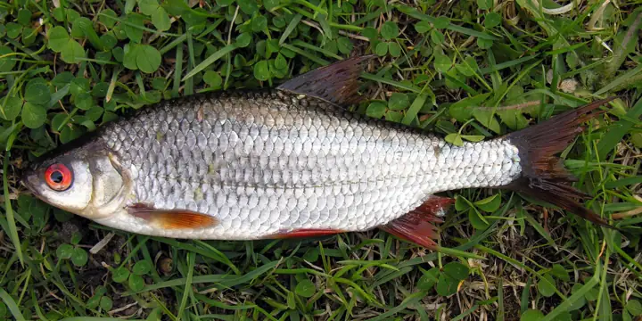 Rutilo (Rutilus rutilus)