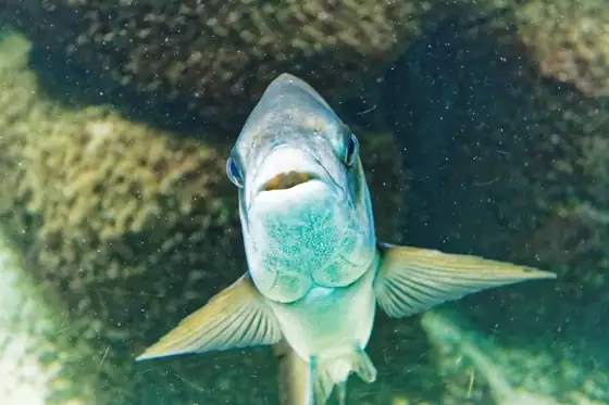 Sargo (Diplodus sargus), vista frontal
