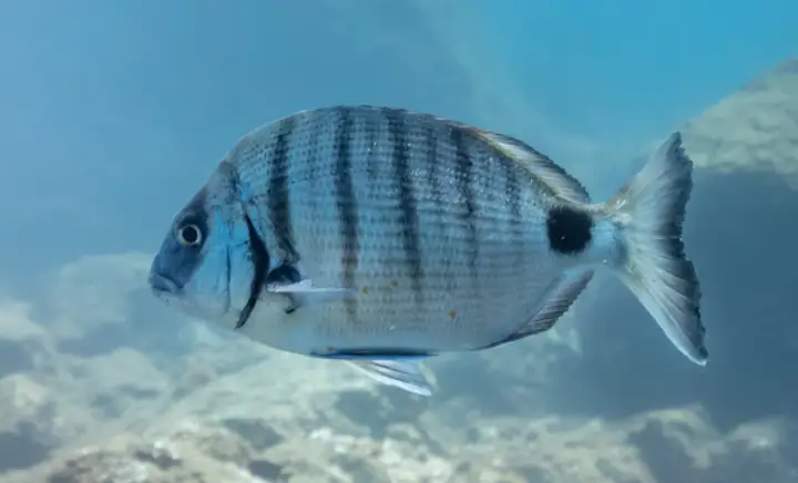 Sargo (Diplodus sargus)
