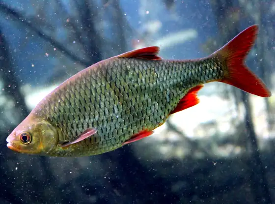 Gardí (Scardinius erythrophthalmus), vista de perfil