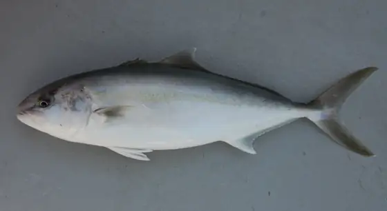 Serviola (Seriola dumerili), vista de perfil