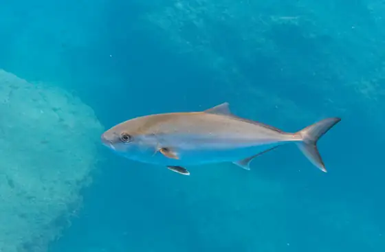 Serviola (Seriola dumerili), vista de perfil