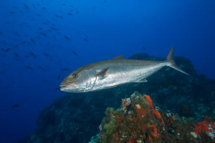 Serviola (Seriola dumerili)