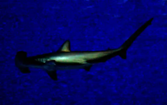 Peces martillo (Sphyrna spp. / Eusphyra spp.), vista de perfil