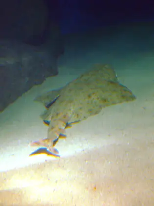 Angelote espinoso (Squatina aculeata)