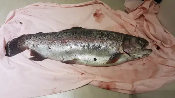 Trucha arcoíris (Oncorhynchus mykiss)