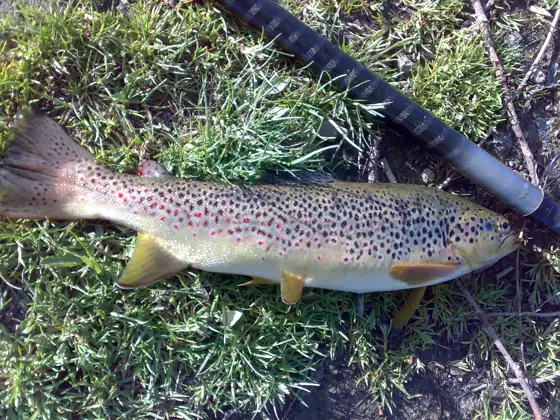 Trucha común (Salmo trutta), vista de perfil