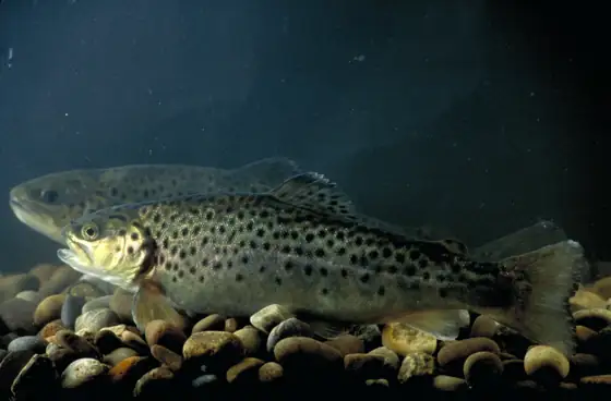 Trucha común (Salmo trutta)