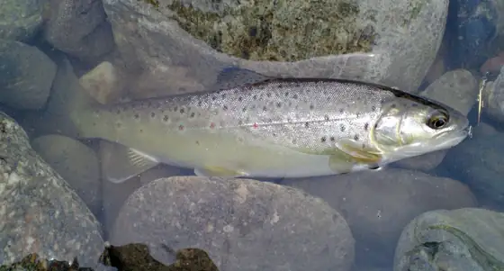 Trucha (Salmo/Oncorhynchus spp.)